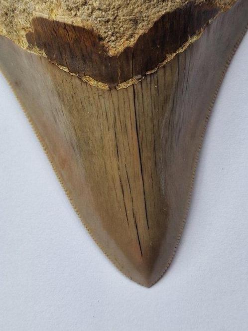Megalodon - Fossiele tand - 8.5 cm, Verzamelen, Mineralen en Fossielen