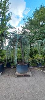 Cedrus Atlantica glauca Pendula treurceder, Tuin en Terras, Planten | Bomen, Ophalen