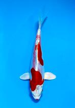 Japanse koi veilingen voor elk budget www.koiveiling.com, Karper of Koi