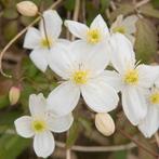 Clematis montana Grandiflora - 60-80 cm, Tuin en Terras, Planten | Tuinplanten, Ophalen of Verzenden