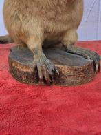 Bever Taxidermie volledige montage - Myocastor coypu - Rare, Nieuw