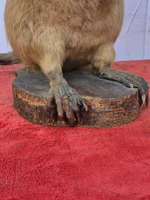 Bever Taxidermie volledige montage - Myocastor coypu - Rare, Verzamelen, Dierenverzamelingen