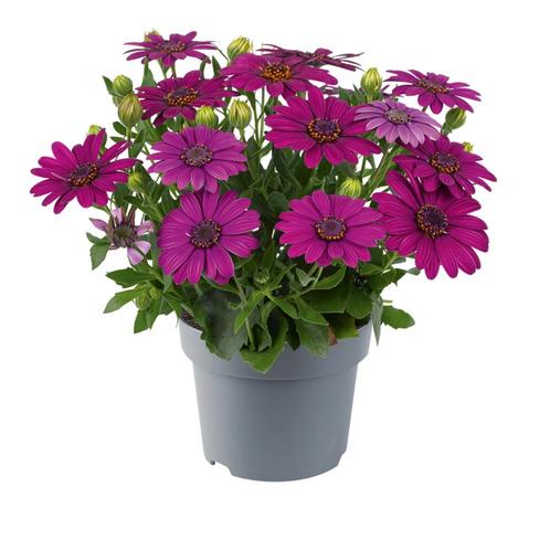 Spaanse Margriet - Paars, Tuin en Terras, Planten | Tuinplanten, Ophalen of Verzenden