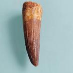 Dinosaurus - Fossiele tand - Spinosaurus aegyptiacus - 65 mm, Verzamelen, Mineralen en Fossielen