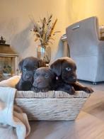 Labrador pups bruin STAMBOOM ERKEND KENNEL HD/ED vrij, Parvo, Nederland, 8 tot 15 weken, Labrador retriever