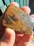 Ammoliet - Fossiel fragment - Placenticeras - 5.2 cm - 3.5, Verzamelen, Mineralen en Fossielen