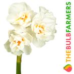The Bulb Farmers - 60 x Narcis Abba - wit met Orange, Tuin en Terras, Bloembollen en Zaden, Bloembol, Najaar, Verzenden, Volle zon