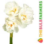 The Bulb Farmers - 60 x Narcis Abba - wit met Orange, Verzenden, Najaar, Volle zon, Bloembol