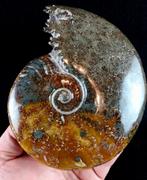 Ammoniet - Gefossiliseerd dier - Aioloceras (Cleoniceras)