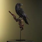 Raaf Taxidermie Opgezette Dieren By Max, Nieuw, Opgezet dier, Vogel, Ophalen of Verzenden