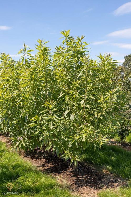 Chitalpa tashkentensis ‘Summer Bells’ - Woestijnwilg, Tuin en Terras, Planten | Bomen, Overige soorten, Volle zon, 250 tot 400 cm