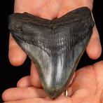 Megalodon - Blauwe Megalodon-haaientand - Fossiele tand -