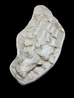 Aleta Completa Matriz - Fossiel skelet - Mosasaurus sp. - 56