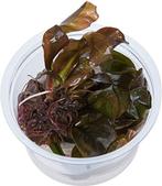 AQUAlook Echinodorus Reni 100CC vitro cup Waterplant, Nieuw, Ophalen of Verzenden