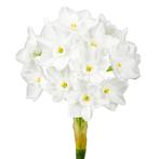 Bloembollen - 40 x Narcis Paperwhite - wit, Verzenden, Voorjaar, Volle zon, Bloembol