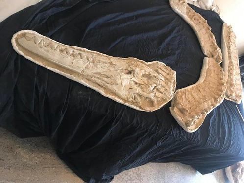 Fossiel skelet - mosasaurus - 15 cm - 65 cm, Verzamelen, Mineralen en Fossielen