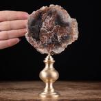 Modern Wunderkammer - Fossiel hout - Araucaria-plak op, Nieuw