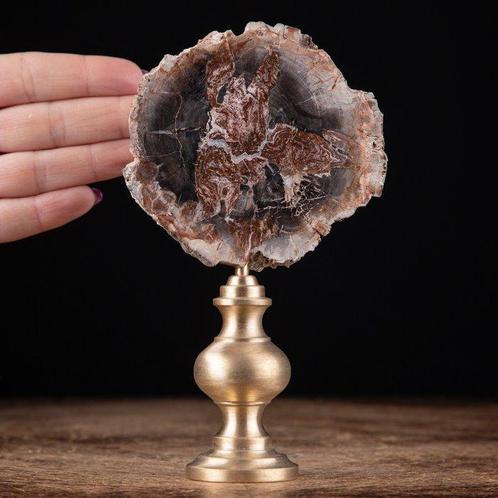 Modern Wunderkammer - Fossiel hout - Araucaria-plak op, Verzamelen, Dierenverzamelingen