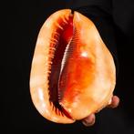 Cypraecassis Rufa: Het exotische schelp voor verzamelaars, Antiek en Kunst