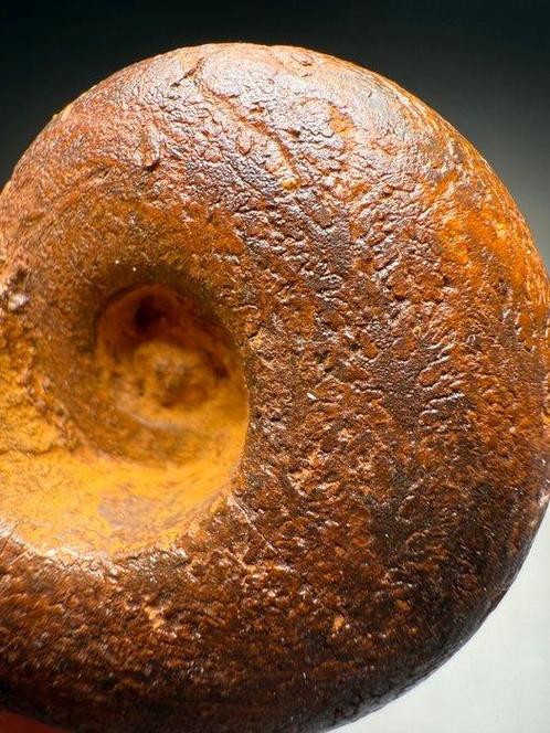 Zeldzame Limoniet Amm hore - Gefossiliseerde schelp -, Verzamelen, Mineralen en Fossielen