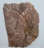 Crinoide - Gefossiliseerd dier - 19 cm - 15.4 cm