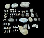 verzameling - Gefossiliseerd dier - coleccion de fosiles 69, Verzamelen, Dierenverzamelingen, Nieuw