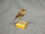 Robin Taxidermie volledige montage - Erithacus rubecola -, Nieuw