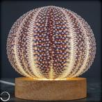 Decoratief Kleidocidaris peroni. Seeigel-Lampe- 94.05 g