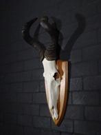 Hartebeest skull Schedel - Alcelaphus buselaphus - 24 cm -, Nieuw