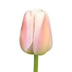 Bloembollen - 64 x Tulp Apricot Pride - abrikoos, Tuin en Terras, Bloembollen en Zaden, Verzenden, Voorjaar, Volle zon, Bloembol