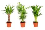 Set van 3 tropische palmen (30 - 40 cm), Tuin en Terras, Planten | Bomen