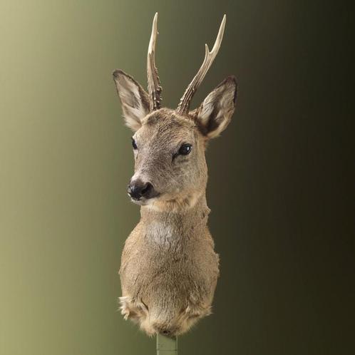 Reebok Wintervacht Taxidermie Opgezette Dieren By Max, Verzamelen, Dierenverzamelingen, Opgezet dier, Nieuw, Wild dier, Ophalen of Verzenden