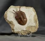 Zeldzame Trilobiet - Gefossiliseerd dier - Asaphus