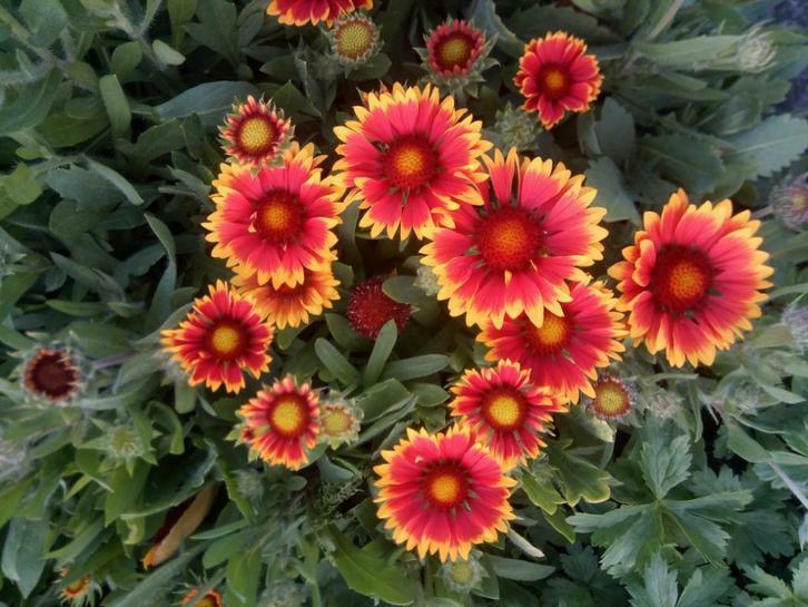 Kokardebloem Gaillardia Kobold Arizona Sun P9, Tuin en Terras, Planten | Tuinplanten, Vaste plant, Volle zon, Zomer, Ophalen of Verzenden