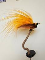 Greater Bird of Paradise Taxidermie volledige montage -, Nieuw