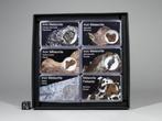 Meteorite Starter Collection ijzer uit de hemel editie - 6, Verzamelen, Mineralen en Fossielen