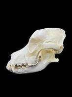 Hond Schedel van een zoogdier - Canis familiaris/Labrador -, Nieuw