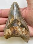 Megalodon-tand, - 11,6 cm (4,57 inch) - Carcharocles