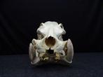 Hippopotamus full skull Tand - Hippopotamus amphibius (with, Nieuw