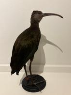 Ibis Taxidermie volledige montage - Plegadis ridgwayi - with, Verzamelen, Dierenverzamelingen, Nieuw