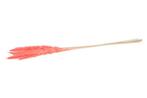 Pampas grass jaxx 65-75cm 6pc - pink, Hobby en Vrije tijd, Knutselen, Ophalen of Verzenden, Nieuw