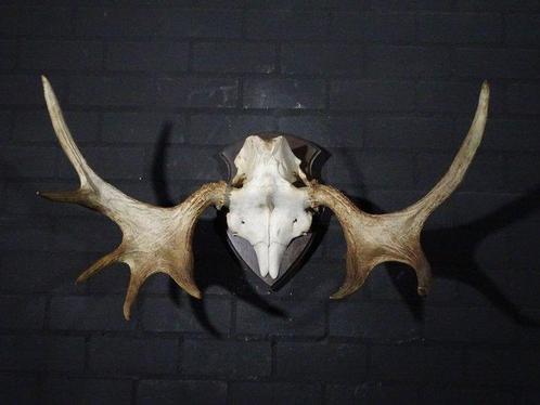 Large Northern Elk/Moose Schedel - Alces alces - 45 cm - 50, Verzamelen, Dierenverzamelingen