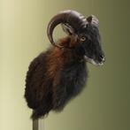 Schaap Taxidermie Opgezette Dieren By Max, Verzamelen, Dierenverzamelingen, Ophalen of Verzenden, Nieuw, Wild dier, Opgezet dier