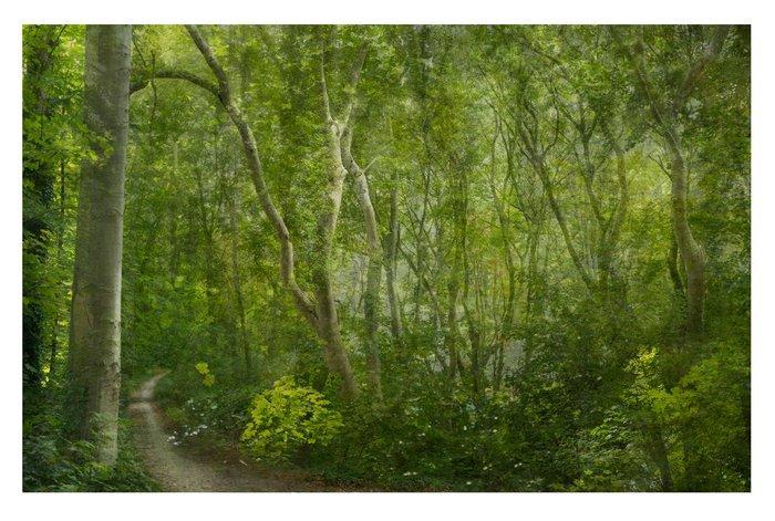 Andre Lichtenberg - Imagined Forest, Antiek en Kunst, Kunst | Designobjecten