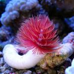 Protula Bispiralis Rood (Rode coco worm), Ophalen of Verzenden, Nieuw