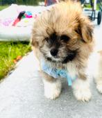 Schattige MALTIPOM  , maltezer x pomeranian, Dieren en Toebehoren, Honden | Chihuahua's en Gezelschapshonden, Parvo, Overige rassen