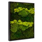 Vintlux Mosschilderij Lappenmos-Rendiermos-Bolmos 40x60 cm, Nieuw