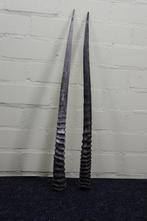 Gemsbok Hoorns - Oryx gazella - 3 cm - 3 cm - 72 cm-, Verzamelen, Dierenverzamelingen, Nieuw