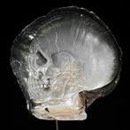 Intricaat gesneden parelmoer schelp - menselijk