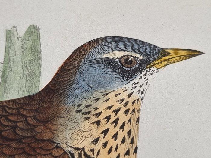 Francis Orpen Morris / Benjamin Fawcett - Lot of 32 plates, Antiek en Kunst, Antiek | Boeken en Bijbels